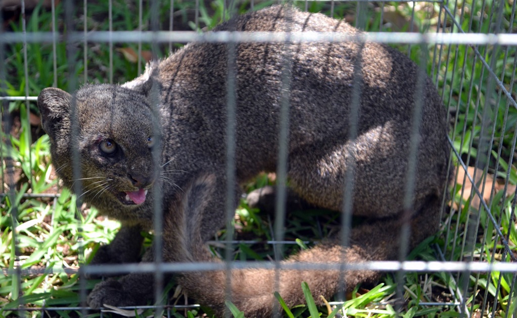 Regresan a jaguarundí a su hábitat en Colima 