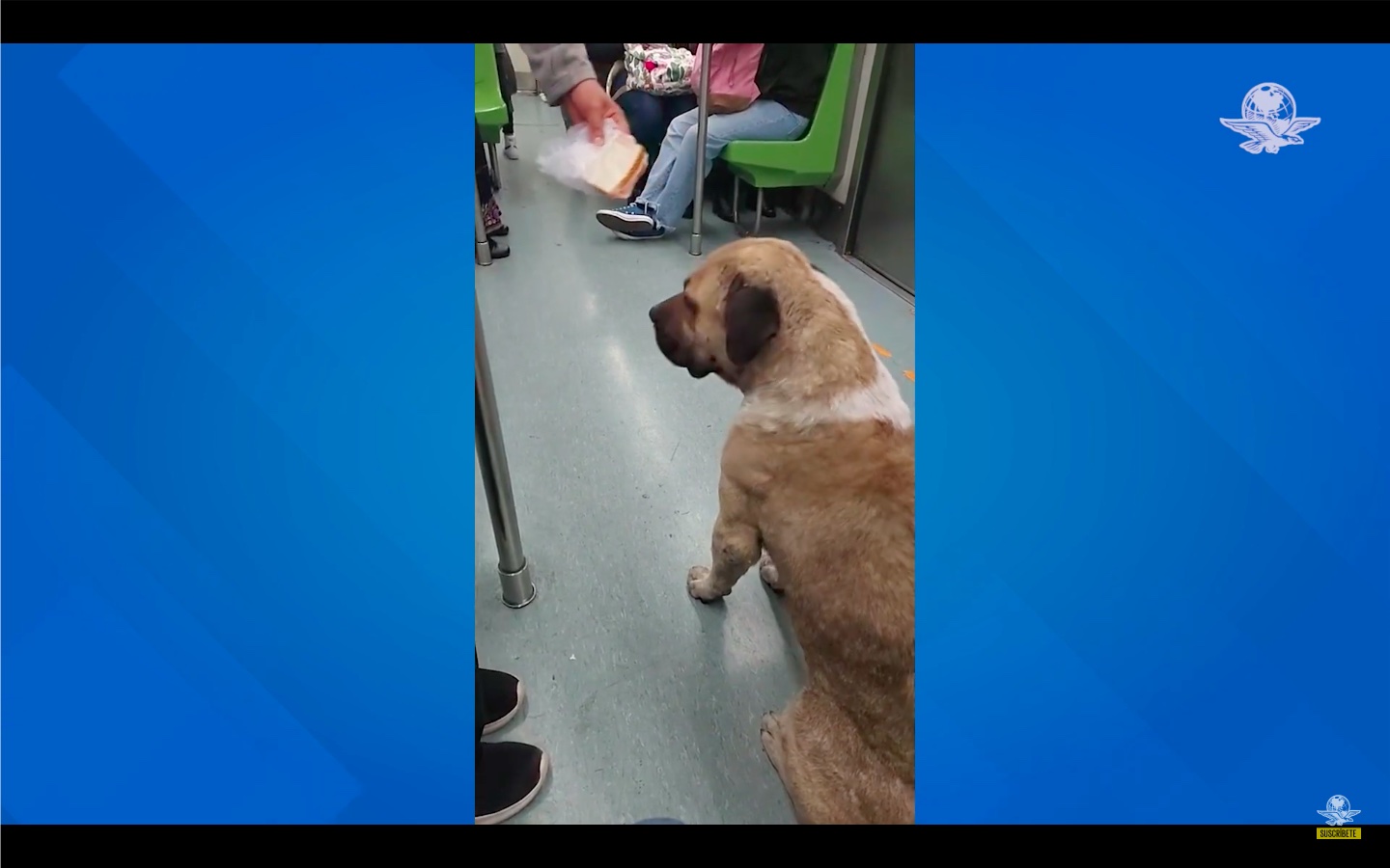 TikTok. Perrito rebelde: policías, usuarios y sándwich fallan en sacar a can del Metro