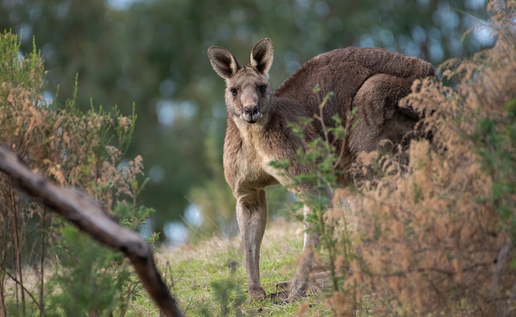 Acusan a dos adolescentes de haber matado a 14 canguros en Australia