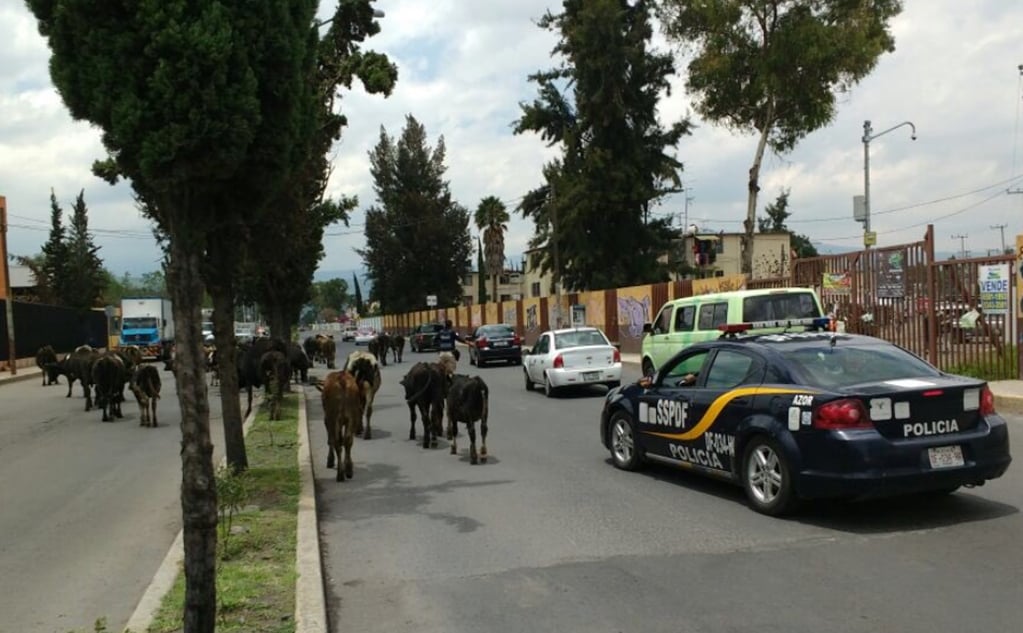 Policía capitalina recupera 45 vacas de calles de Tláhuac