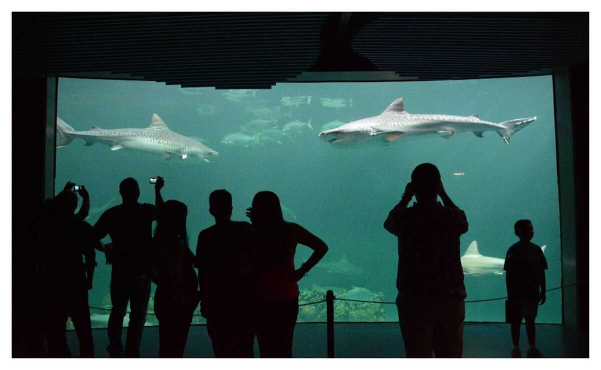 Gobierno estatal toma control del Acuario de Veracruz; ahora se llamará "Aquarium" 