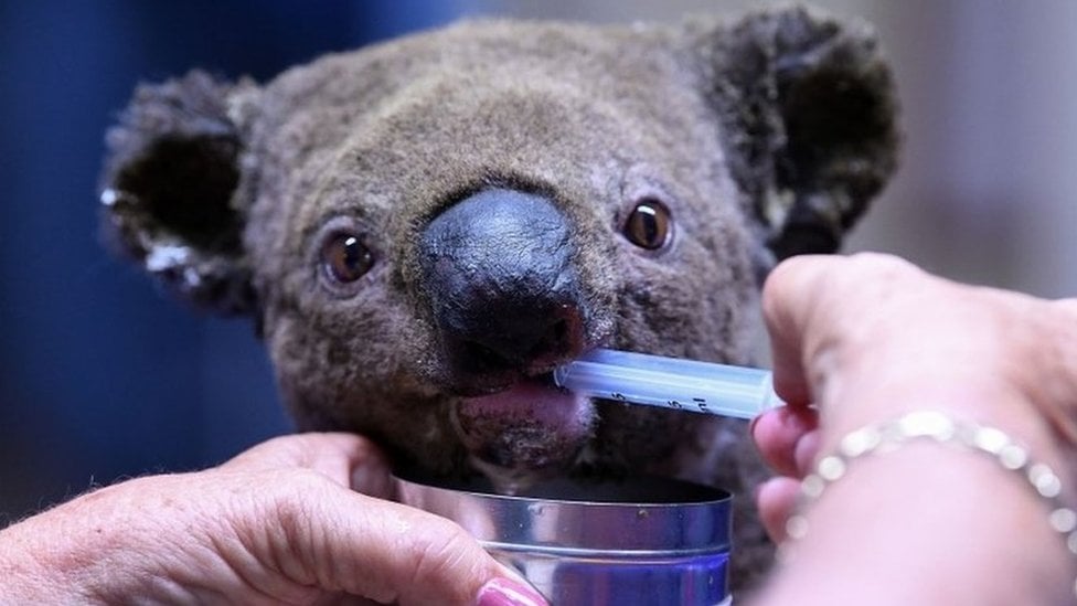 Los millones de koalas y otros animales que han sido afectados por los incendios en Australia