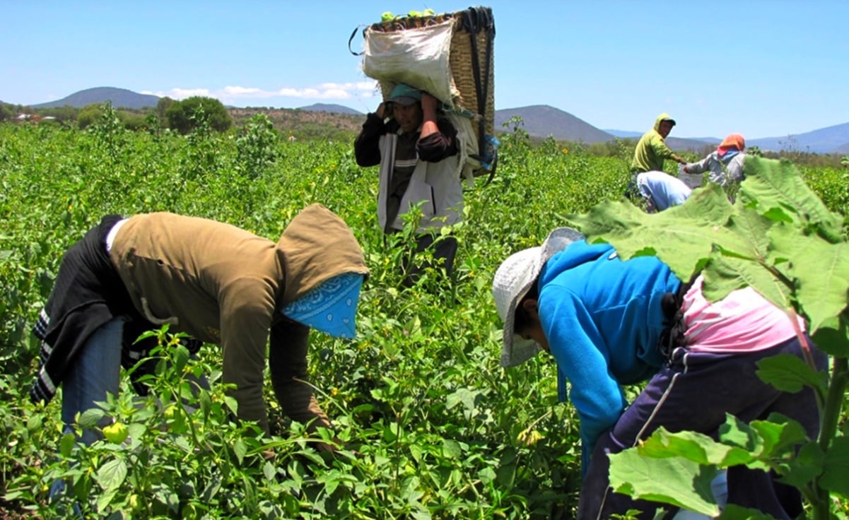 Medio millón de trabajadores se han beneficiado del programa de trabajadores temporales México-Canadá: STPS