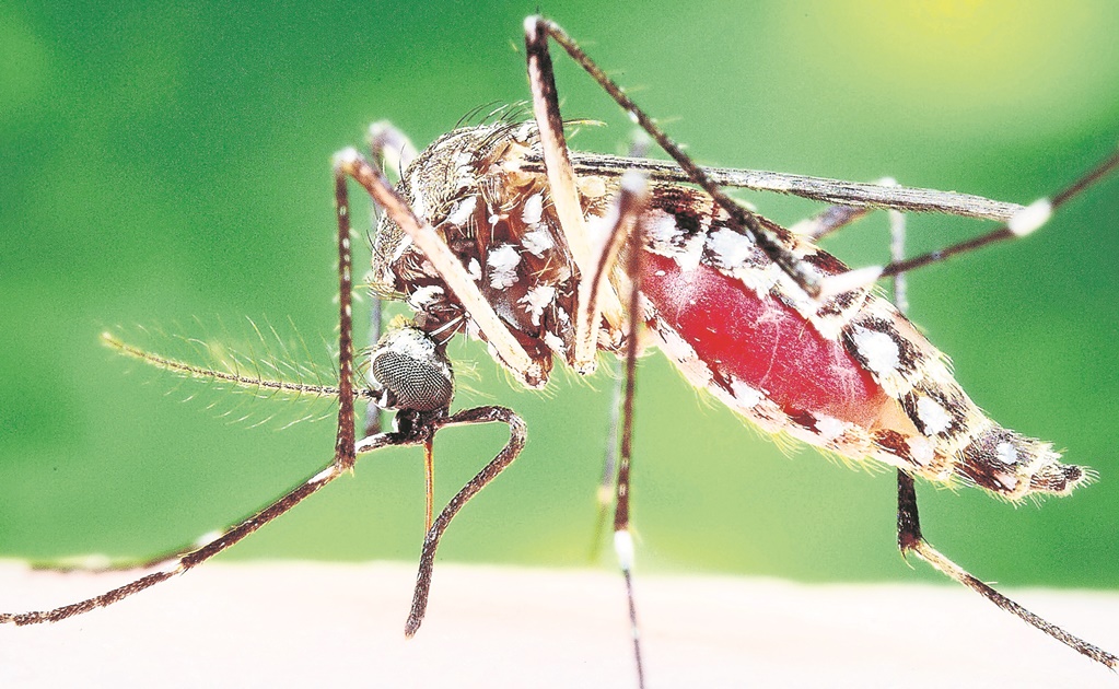 OMS reporta 58 países afectados por virus del zika