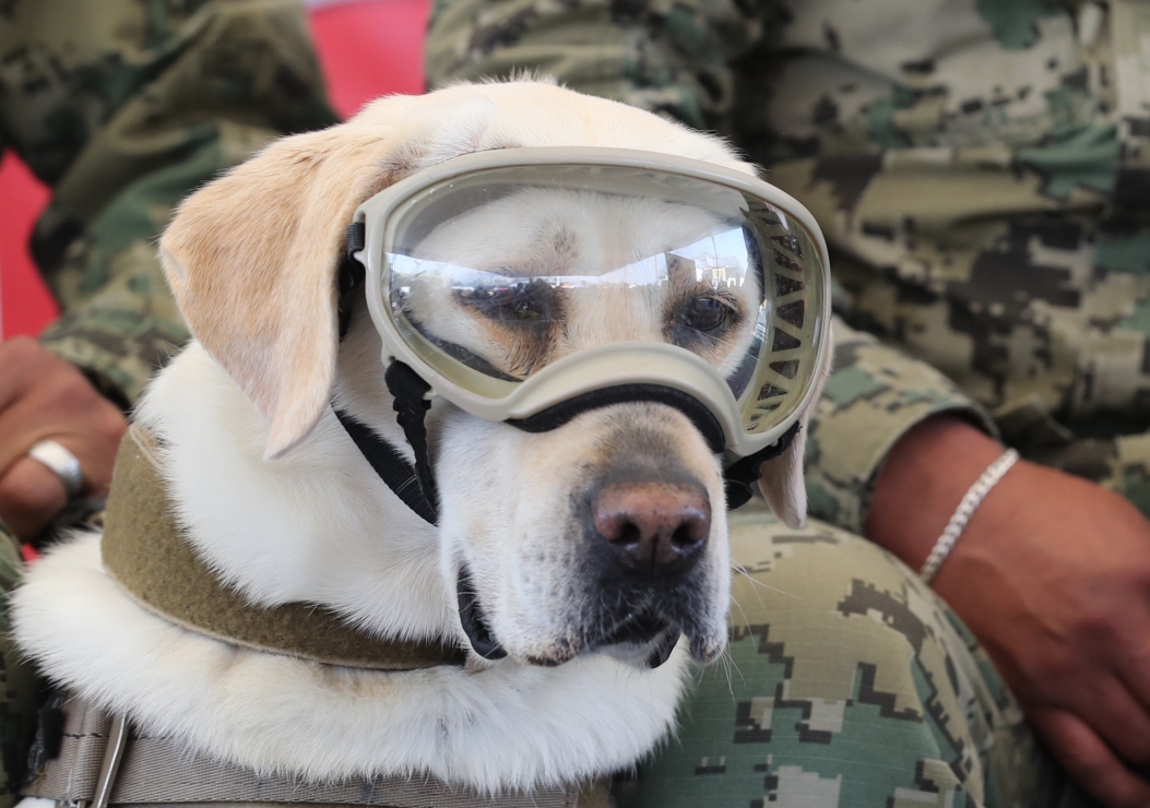 Fallece Frida, la perrita rescatista del terremoto de 2017