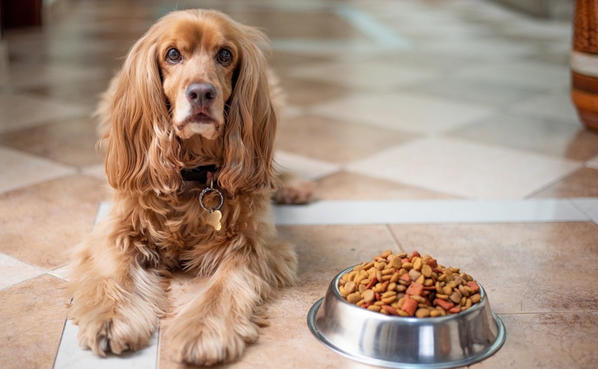 Alertan sobre alimento para perros contaminado con salmonela y listeria 