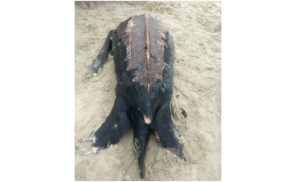 Muerte de tortuga laúd encontrada en playa Miramar fue natural