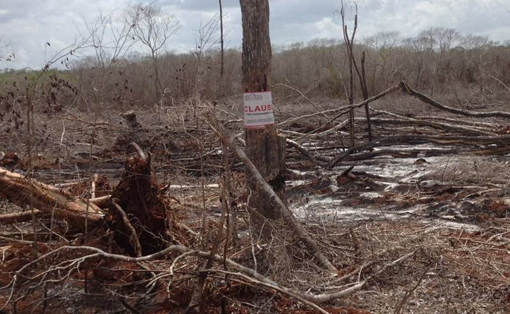 Profepa interpondrá denuncias por daño a bosque