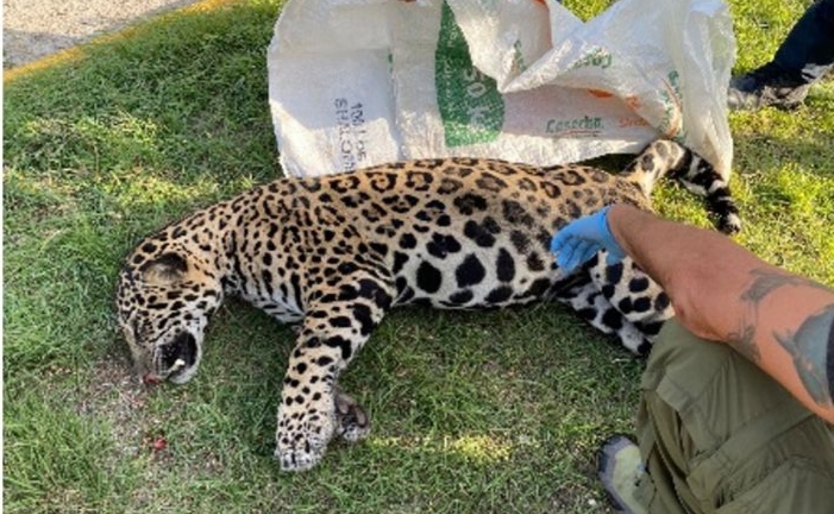 ¿Cuál es el castigo por dañar o matar a un jaguar en México?