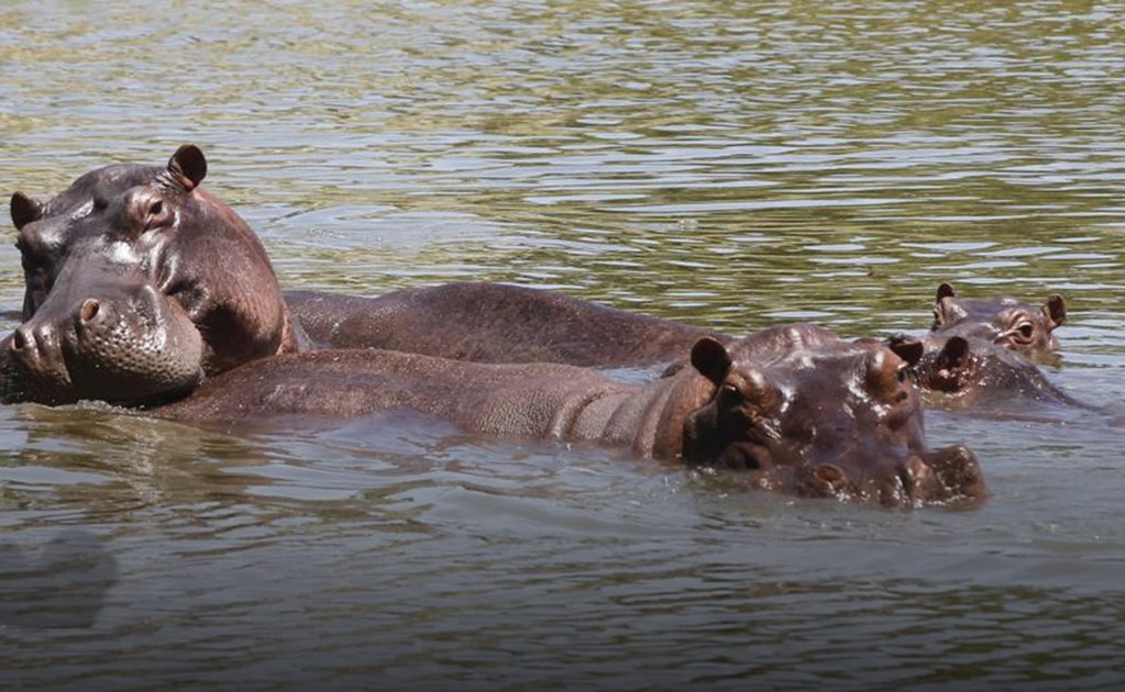 Hipopótamos de Pablo Escobar, un riesgo para la población: autoridades