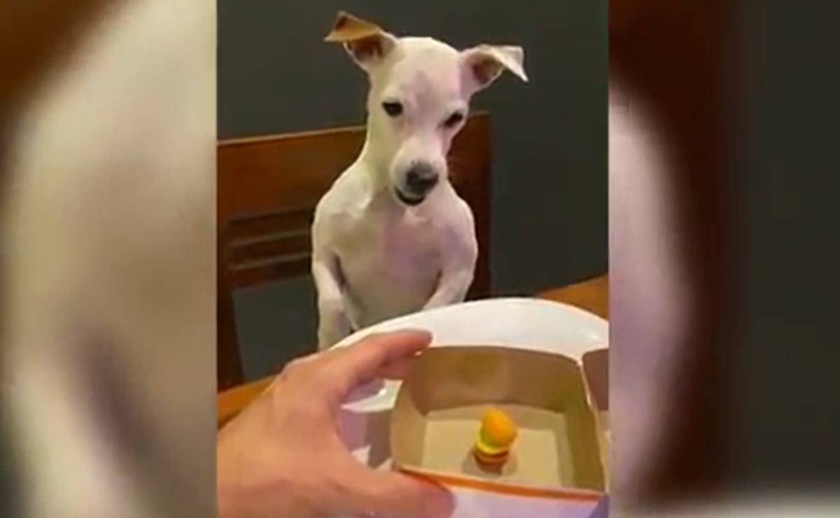 VIDEO. El enfado de un perrito al ver el diminuto tamaño de su comida