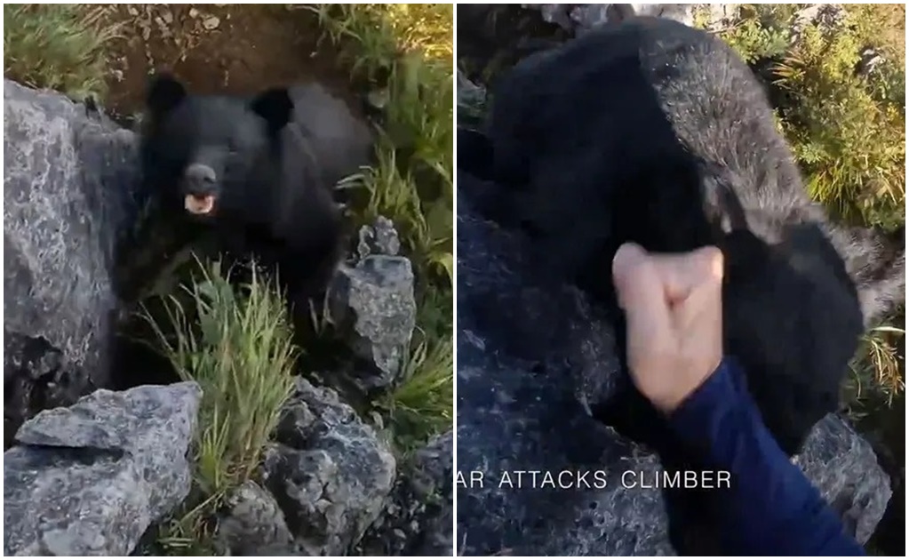 Escalador se defiende a golpes y patadas del ataque de un oso; video se hace viral 