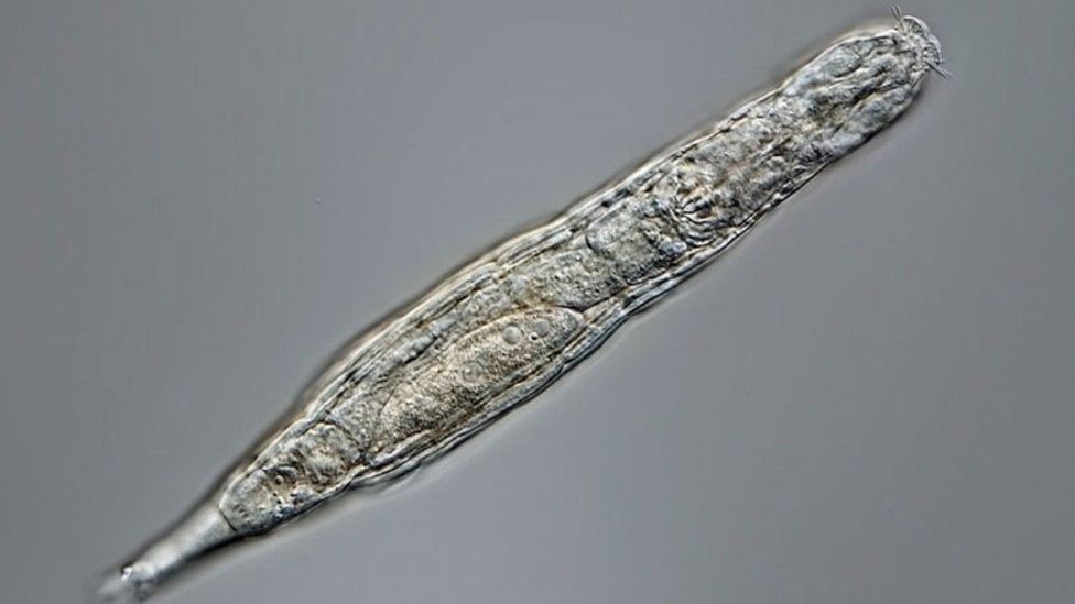 Este organismo sobrevivió 24 mil años congelado en Siberia