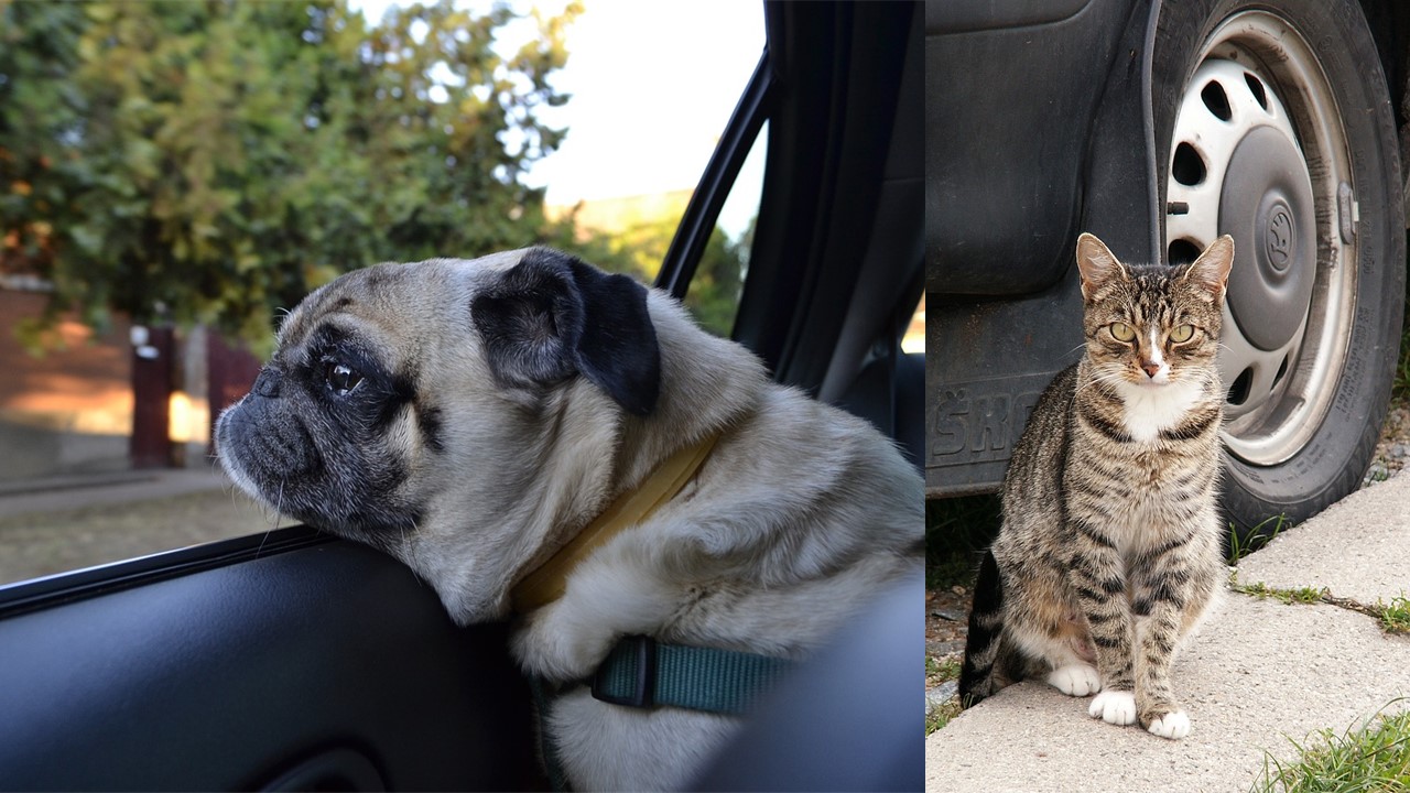 Por qué los perros y gatos orinan las llantas de los coches y cómo evitarlo