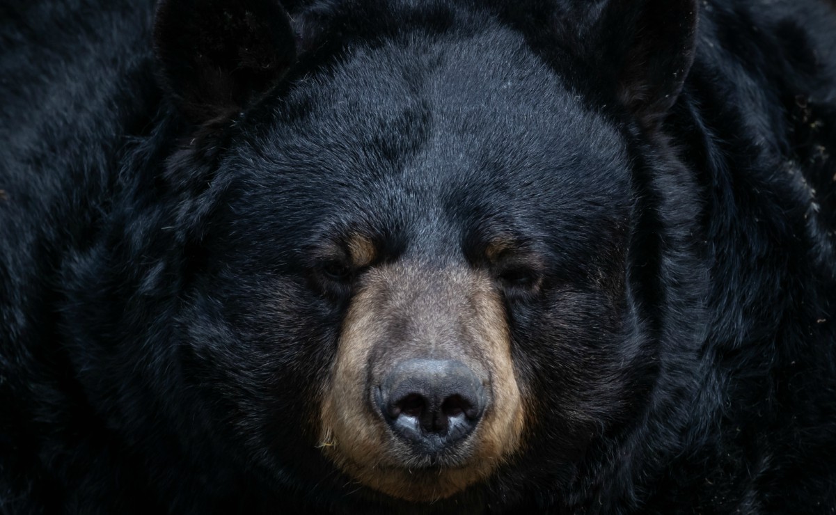 Rescatan en Nuevo León a un oso enfermo por comer basura