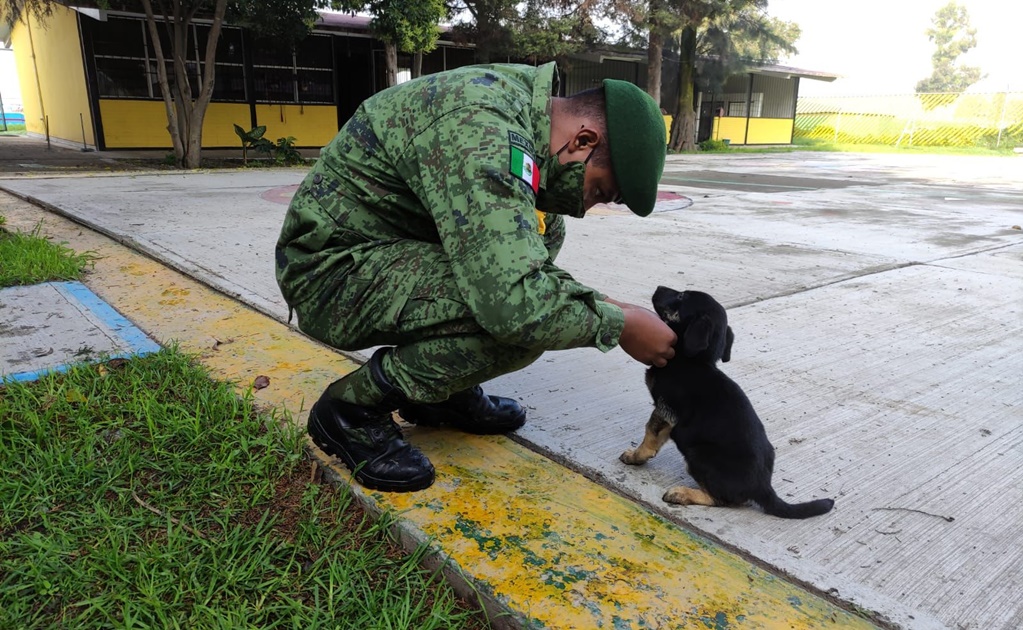 Ejército crea refugio para perritos que deambulan en obras de Santa Lucía