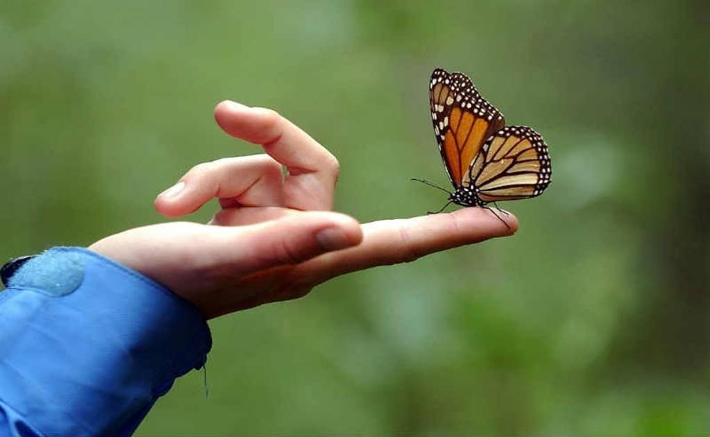 Mining endangers habitat of monarch butterflies