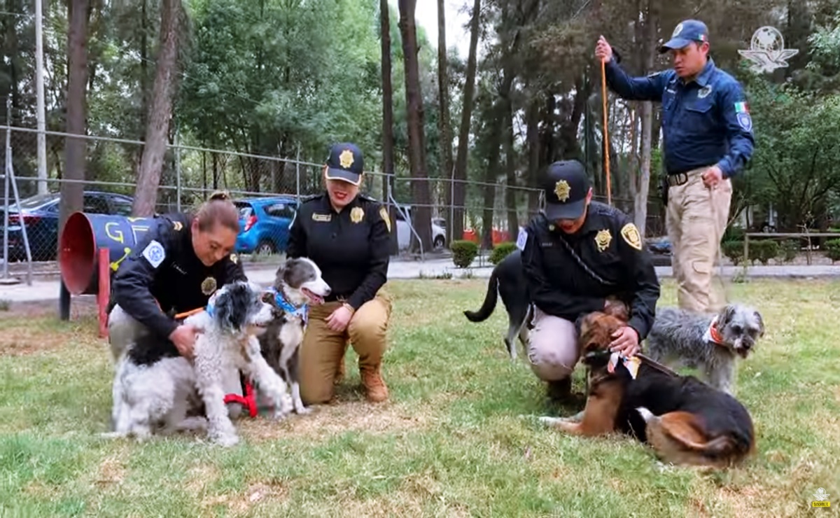 ¡En adopción! 6 perritos rescatados de la explosión en Tlalpan