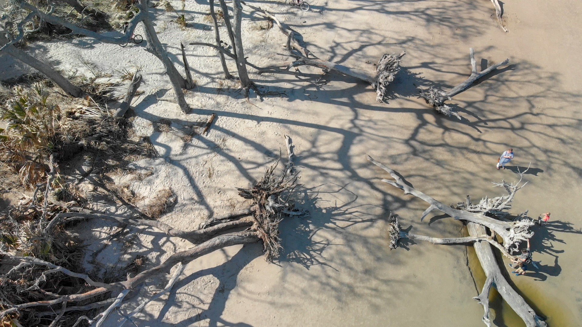 En el marco del Día Internacional de la Conservación del Ecosistema de Manglares, esta imagen muestra la huella de su degradación: árboles derribados, suelo expuesto y la pérdida de una barrera natural esencial para la biodiversidad, la pesca y la protección de las costas. Foto: Envato.