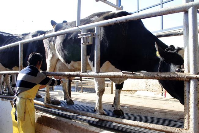 Destaca estado en producción de leche 