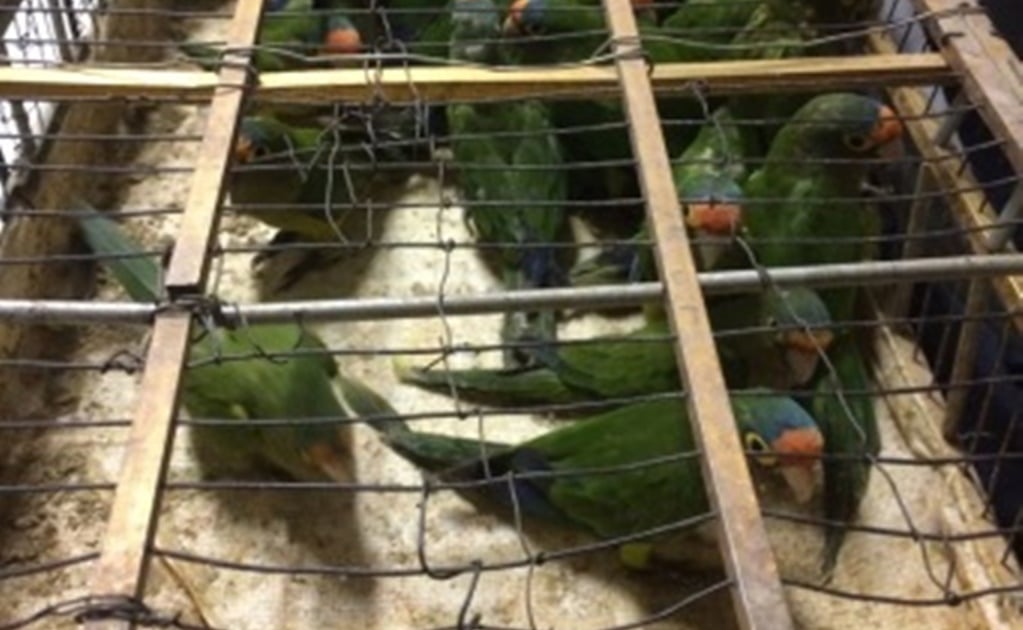 Profepa rescata 99 ejemplares de vida silvestre en Guerrero