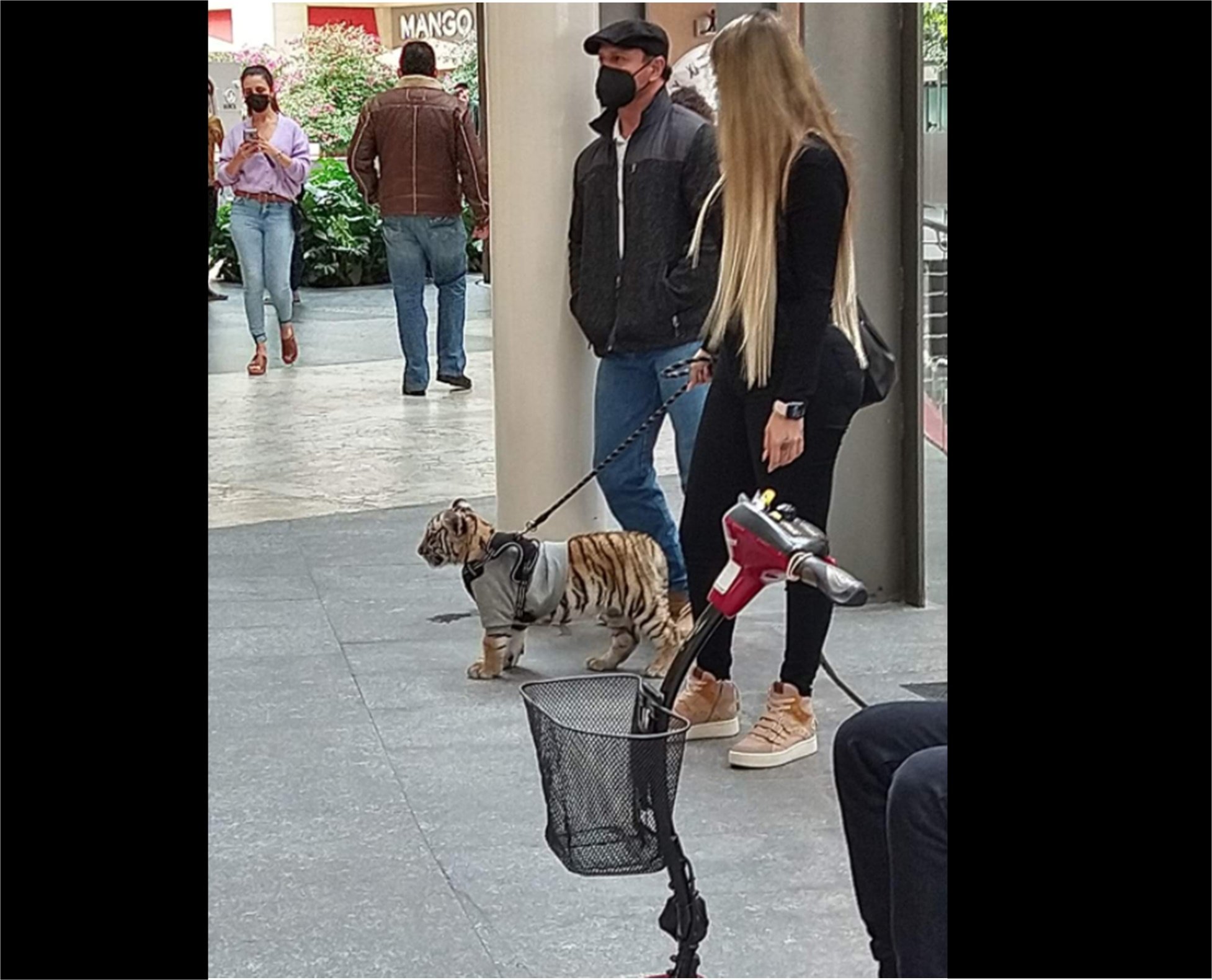 Captan a mujer paseando a un tigre en centro comercial Antara 