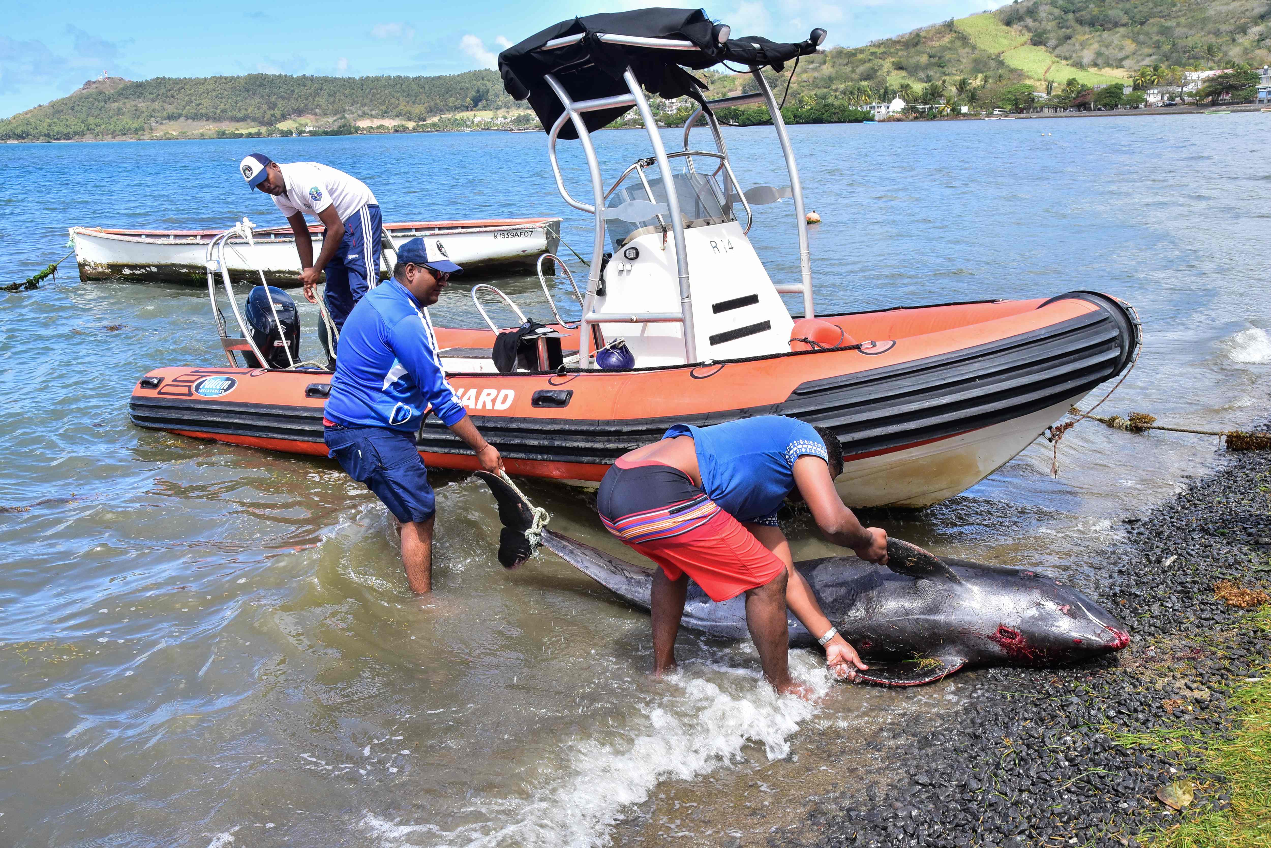 Hallan 18 delfines muertos en Mauricio tras derrame de petróleo