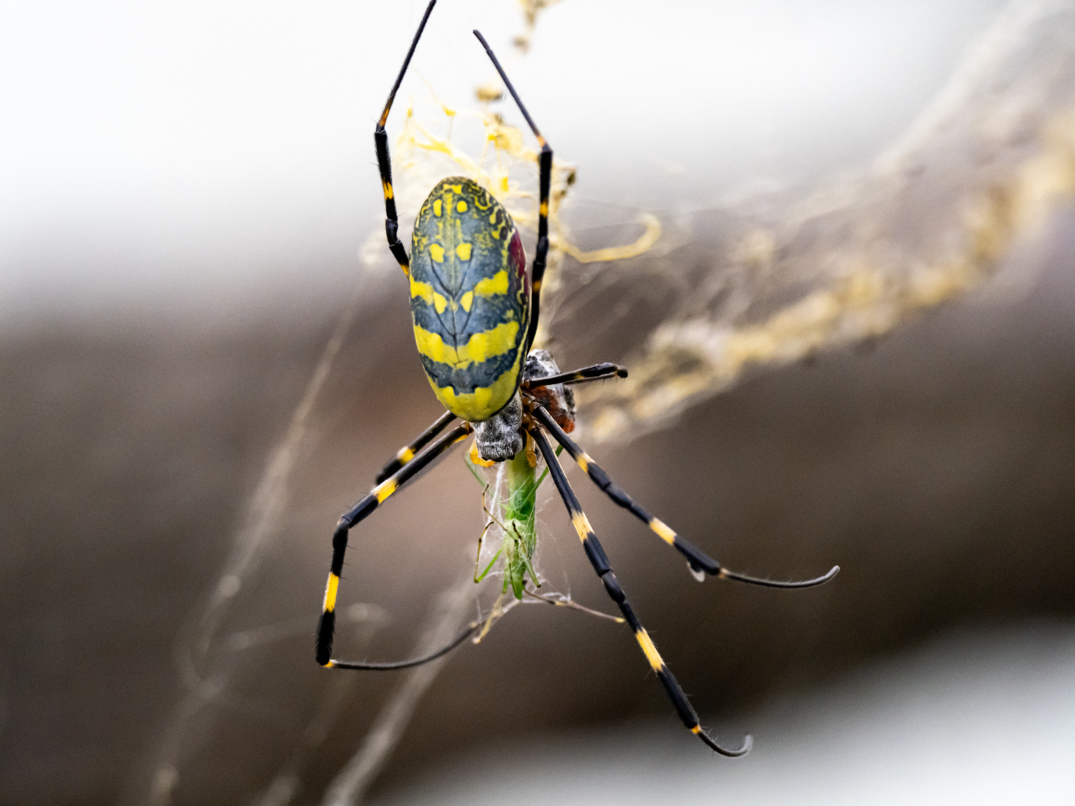 Estados Unidos en alerta por invasión de arañas voladoras venenosas