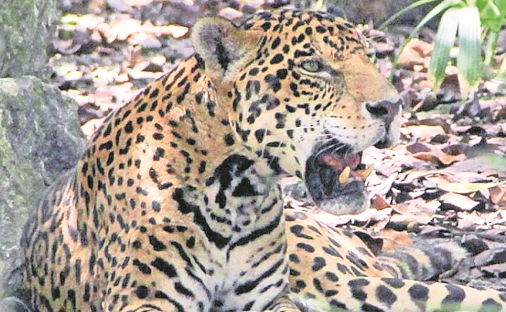 Profepa propone tipificar el tráfico de jaguar como delito grave 