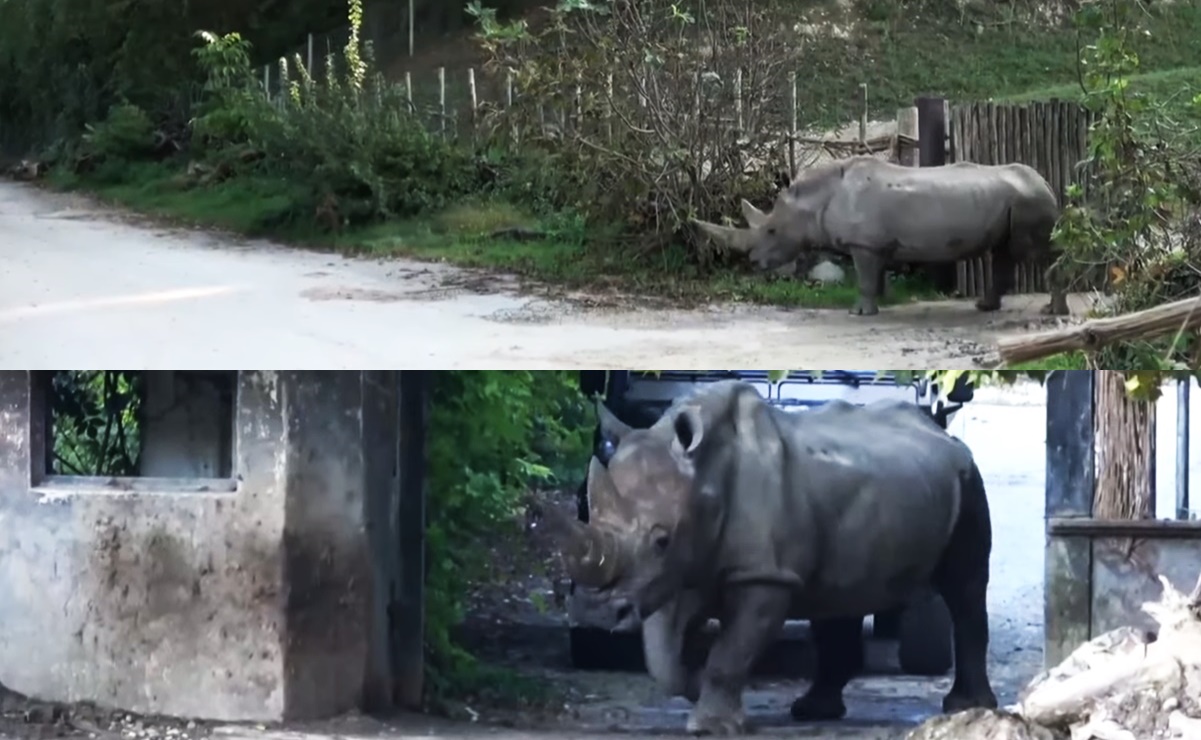 Toby, el rinoceronte blanco más longevo del mundo, murió a los 54 años 