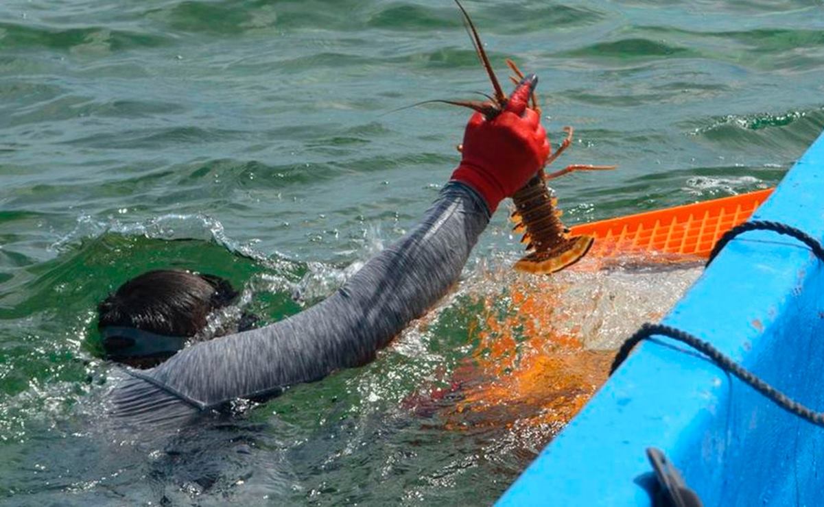 Reinicia la captura de langosta: Beryl dejó inactivos a unos 16 mil pescadores