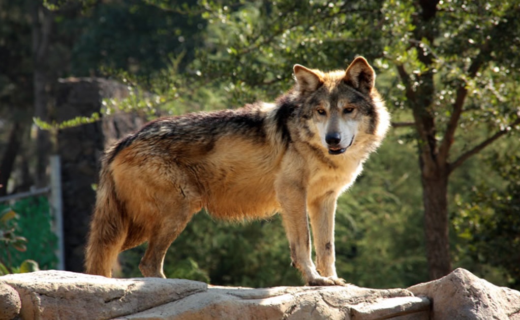 WWF and Raúl Jiménez work together to save the Mexican wolf