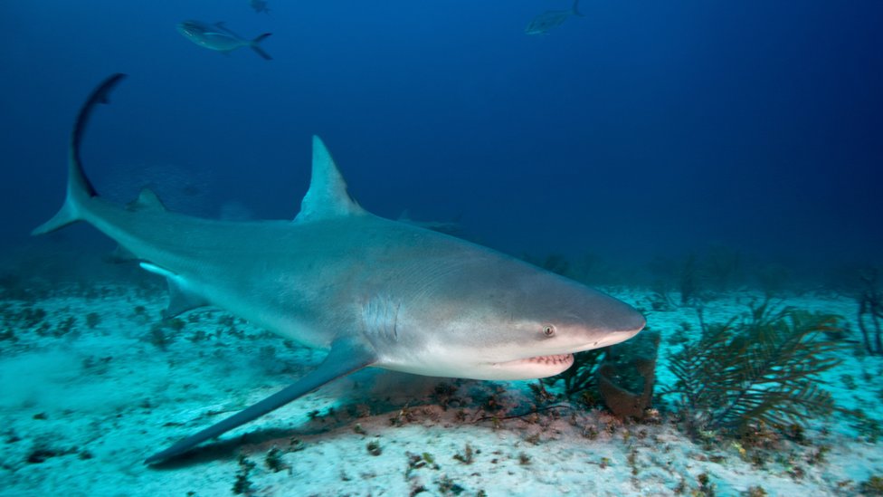 Muere turista atacada por un tiburón en las Bahamas