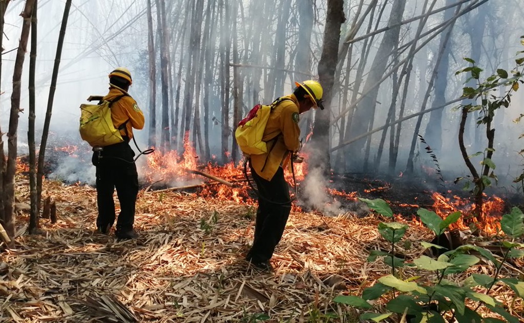 Incendios han dañado 700 hectáreas forestales en Nuevo León