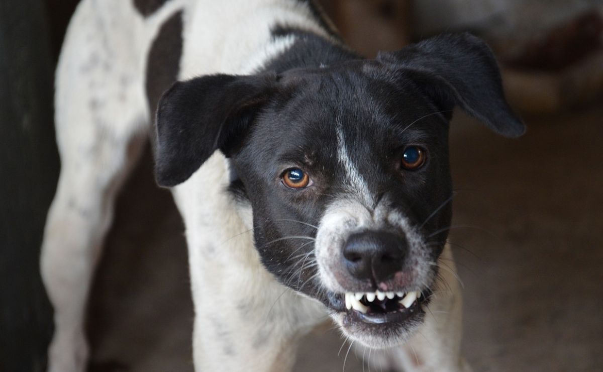 los perros odian usar collares