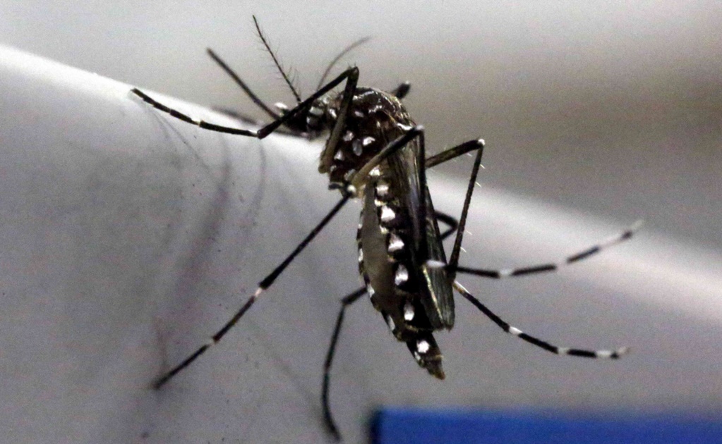 Declaran emergencia en 4 condados de Florida por zika