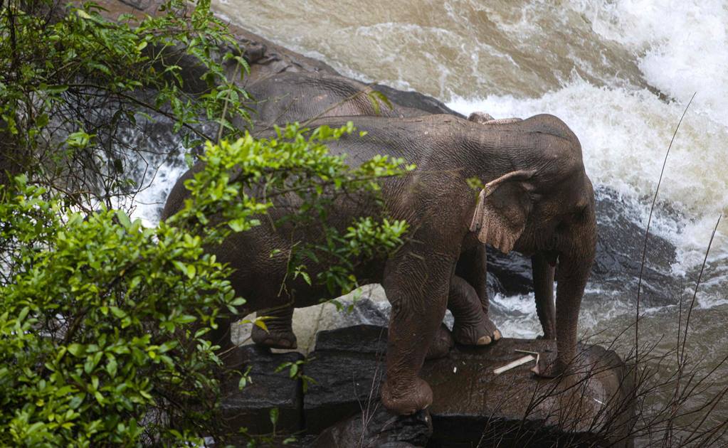 Hallan otros 5 elefantes muertos en cascada de Tailandia; van 11