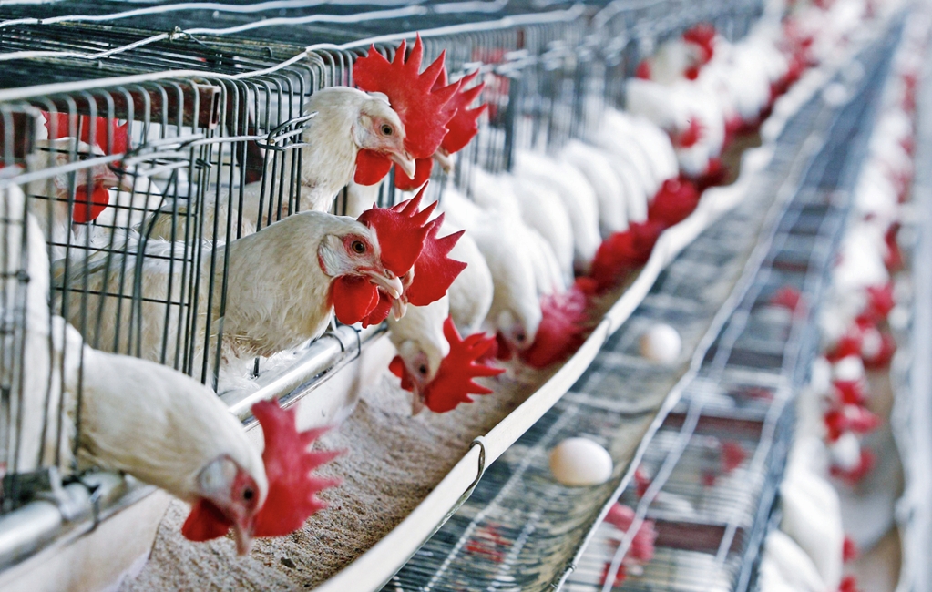 Acuerdan Sader y avicultores reforzar acciones de campaña contra influenza aviar