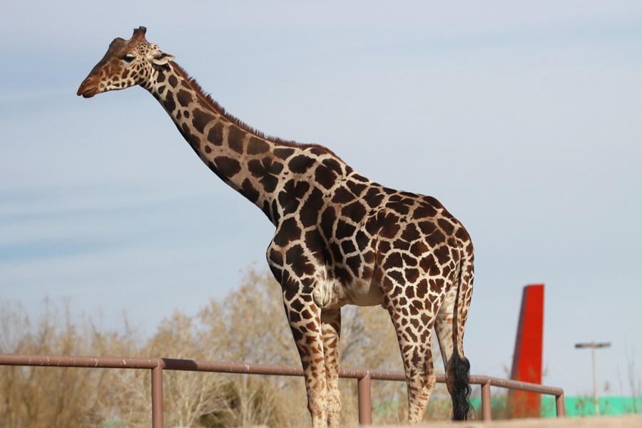 ¿Cómo funciona el contenedor donde viaja la jirafa "Benito", de Ciudad Juárez al Africam Safari?