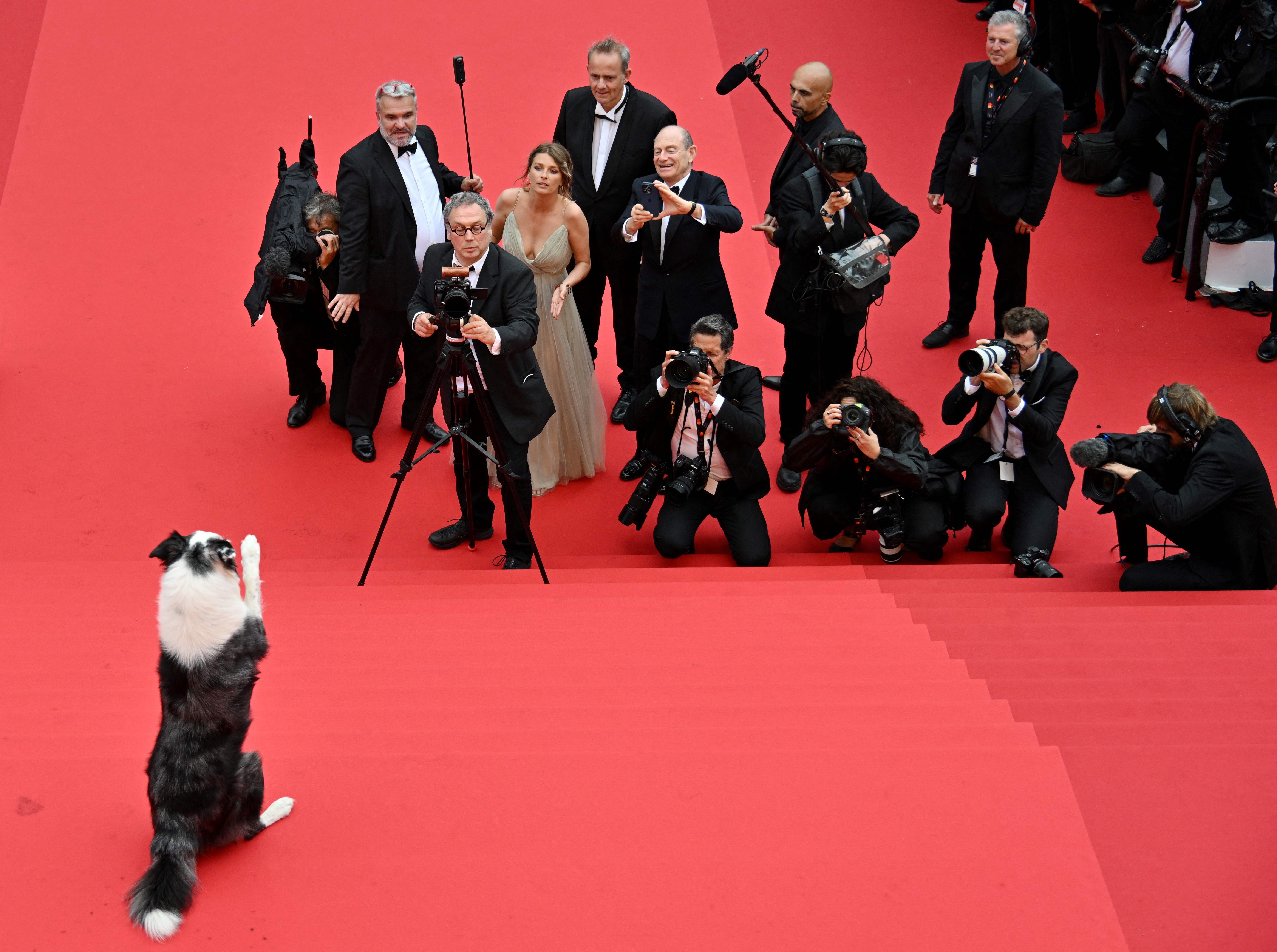 Messi conquista Cannes: El perro estrella de 'Anatomie d’une chute' se roba la alfombra roja. FOTOS