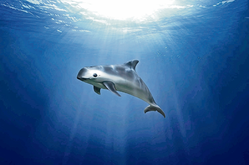 Incorrectas, cifras de Profepa sobre vaquita marina: expertos