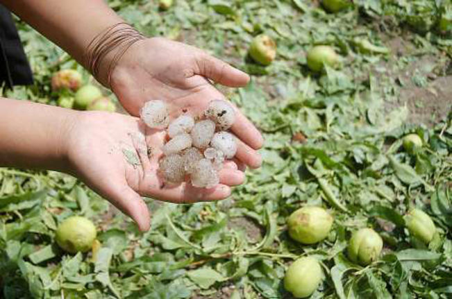 Evalúan daños a cultivos por granizada