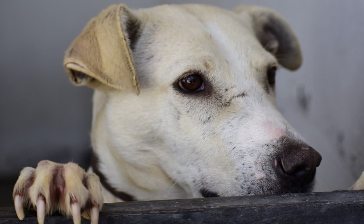 Rescatan a 46 perritos abandonados en un predio de Tlalpan