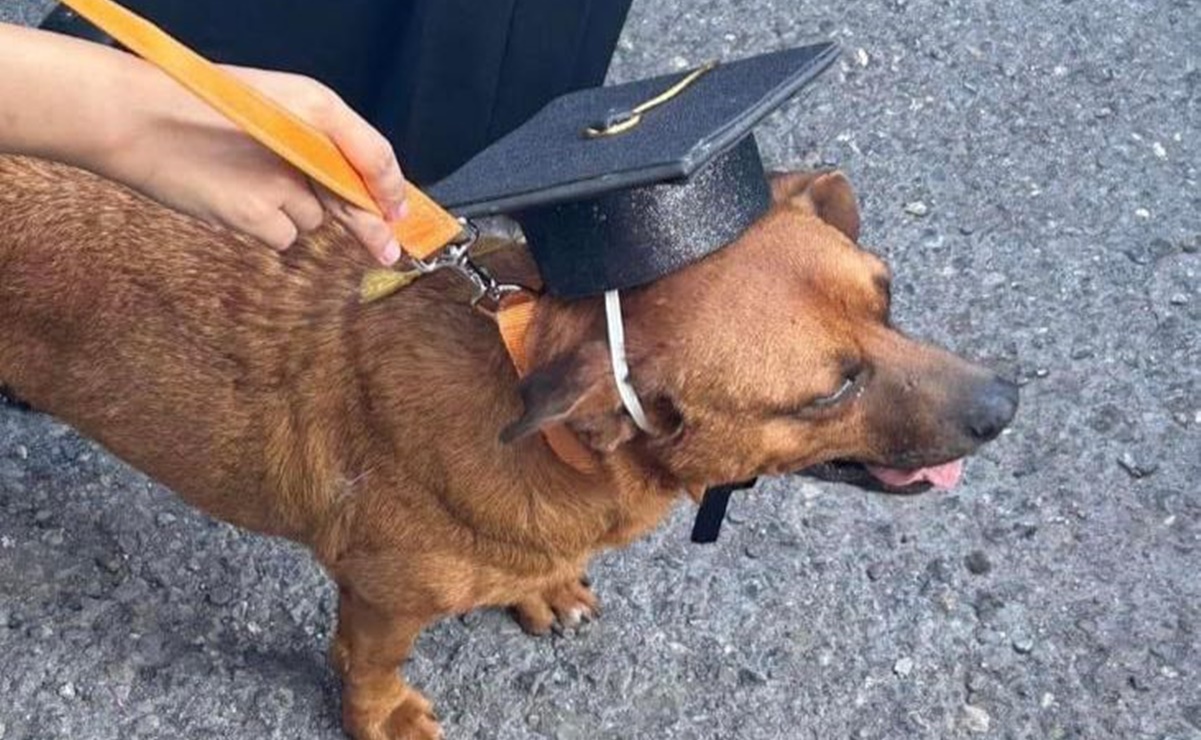 “El Cejas”, perrito callejero se gradúa de una secundaria en Coahuila y se vuelve viral