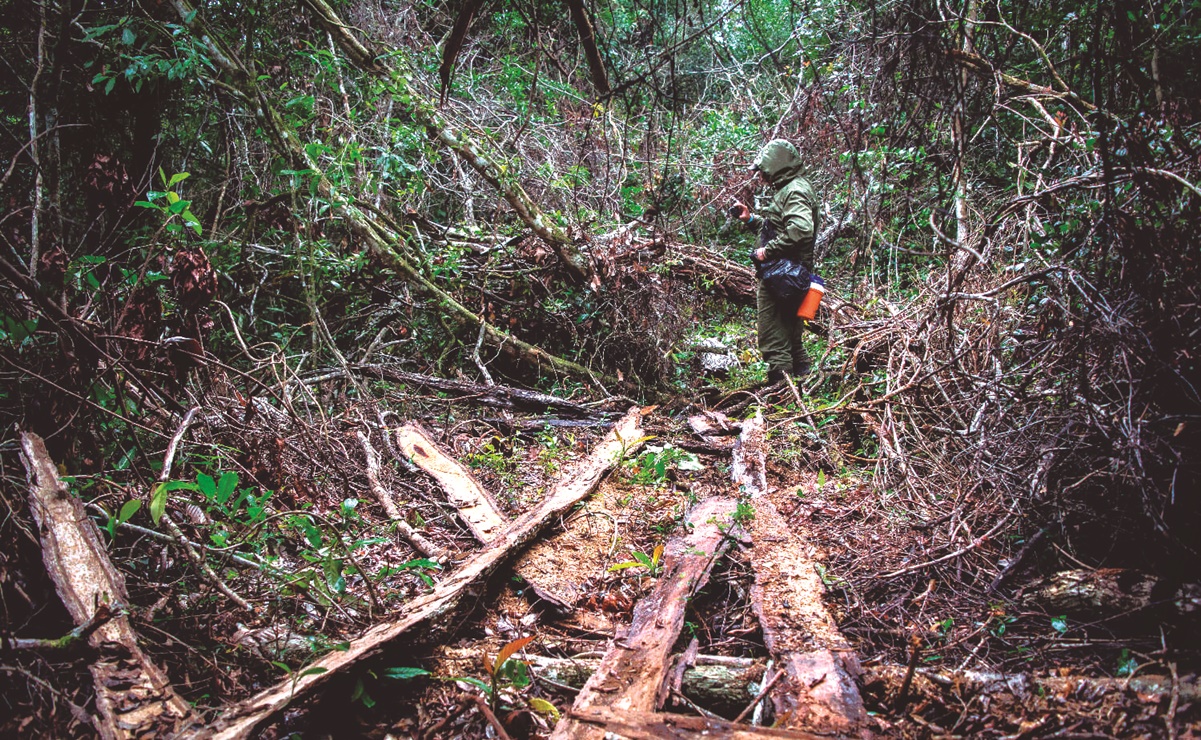 Mafia de taladores devora la selva maya