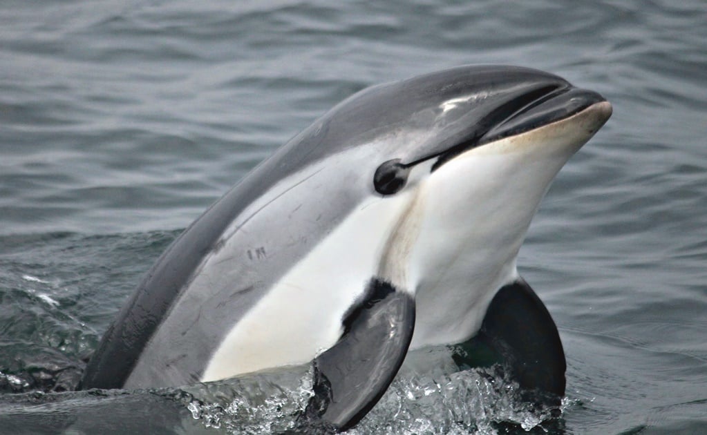 Mexico to protect the vaquita in bid to save the endangered species