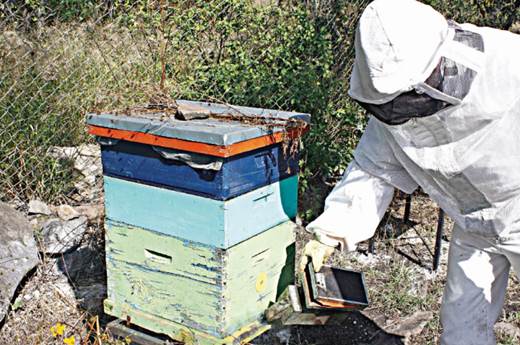 Alertan sobre abejas en capital