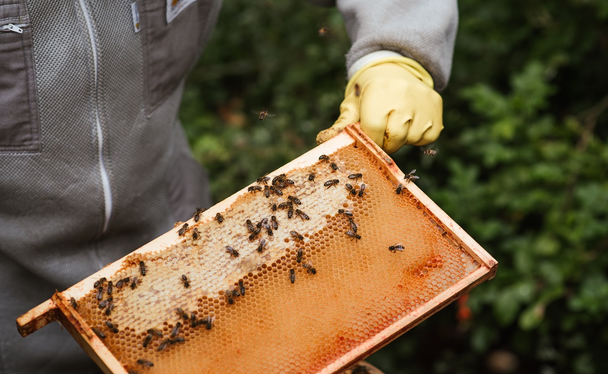 Este es el paso a paso para recolectar miel de abeja directo de su colmena