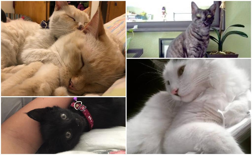 Día del Gato: ¿Por qué lo celebramos tres veces al año?