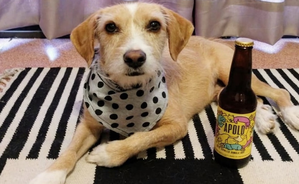 Mexican beer raises funds for stray dogs